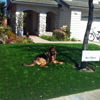 Artificial Veterinary Clinic Evergreen Park Illinois Installation