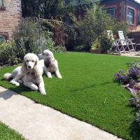 Fake Pet Turf Lisle Illinois for Dogs Front Yard