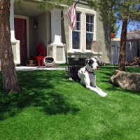 Synthetic Pet Turf Dixmoor Illinois Installation Commercial