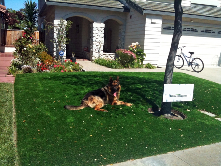 Artificial Veterinary Clinic Evergreen Park Illinois Installation